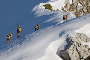 Camosci sulla neve camosci sulla neve