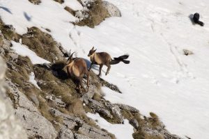 Camosci e Gracchi Alpini camosci e gracchi alpini