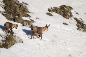 Camosci su neve Camosci su neve