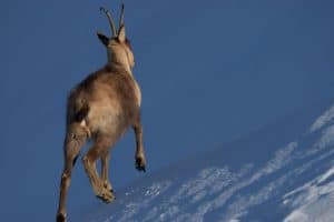 Camoscio su neve camoscio su neve