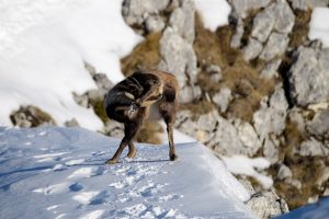 Camoscio che si gratta camoscio che si gratta