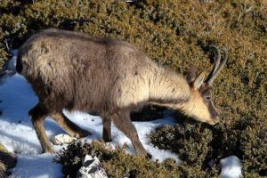 Camoscio che bruca il ginepro camoscio bruca ginepro