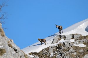 Camosci d'Abruzzo camosci abruzzo