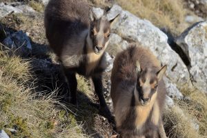 Piccoli capretti di camoscio capretti di camoscio