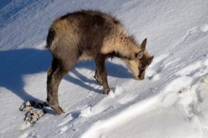 Capretto di camoscio che mangia le neve capretto camoscio