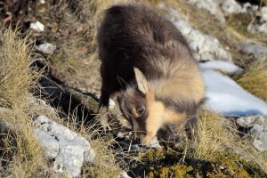 Capretto di camoscio che bruca l'erba capretto di camoscio