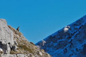 camoscio d'abruzzo camoscio abruzzo