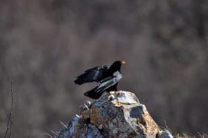 gracchio alpino gracchio alpino