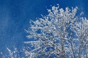 Acero neve