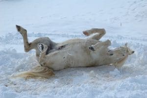 Cavallo neve pescasseroli