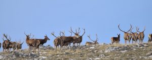 cervi abruzzo pescasseroli