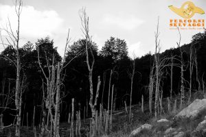 faggi colpiti dall'incendio faggi incendiati