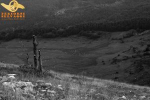 Piana del Campo con vacche marchigiane al pascolo piana del Campo