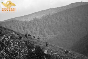 Cervi Cervi