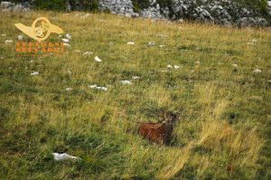 cervo che bramisce