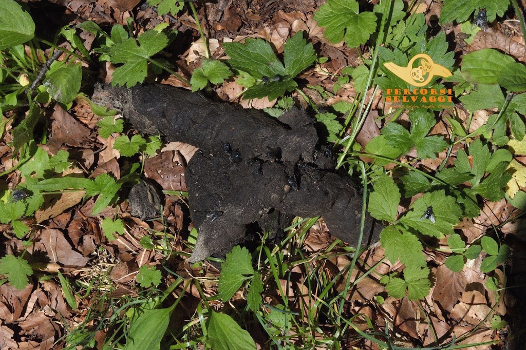 cacca di Lupo