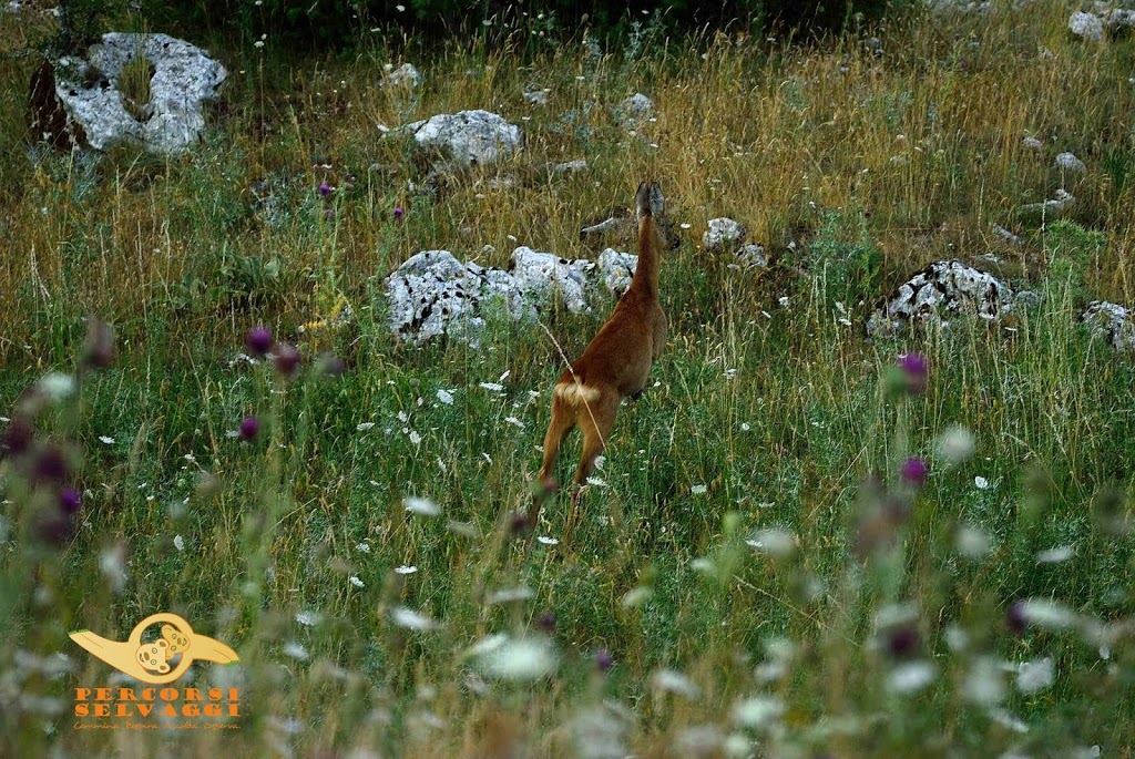 immagini Escursioni estate