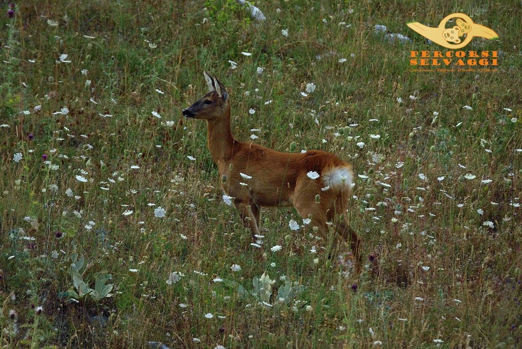 Immagini Escursioni Estate 2019
