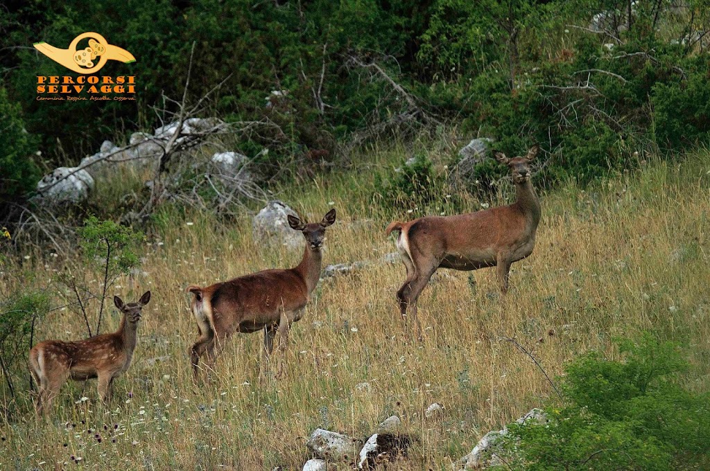 Immagini Escursioni Estate 2019