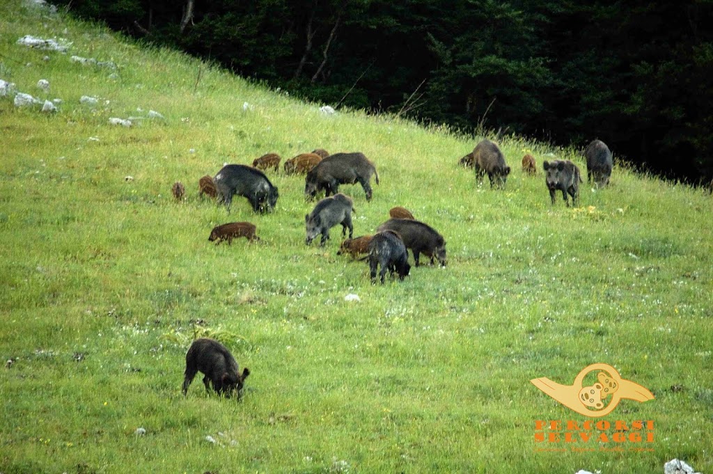 immagini Escursioni estate