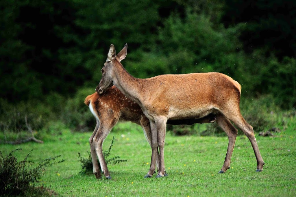 Passeggiata tra cerve e cerbiatti