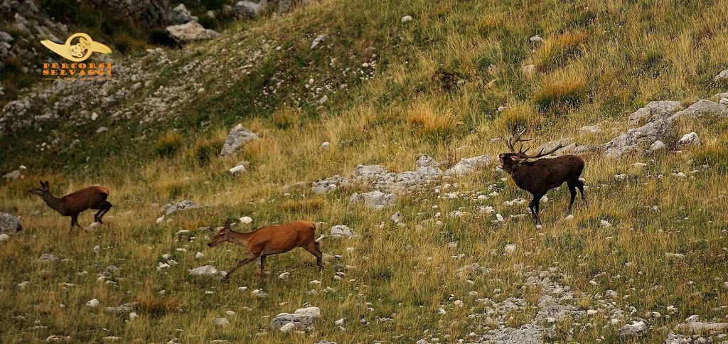 Le rincorse dei cervi innamorati a Settembre