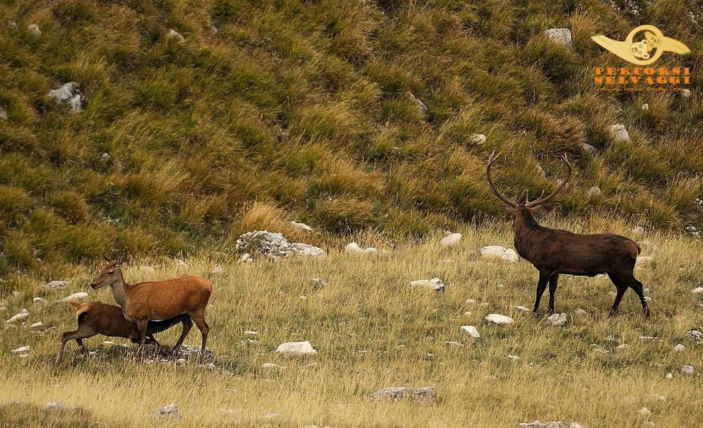 Cerva che allatta un cerbiatto durante la stagione degli Amori