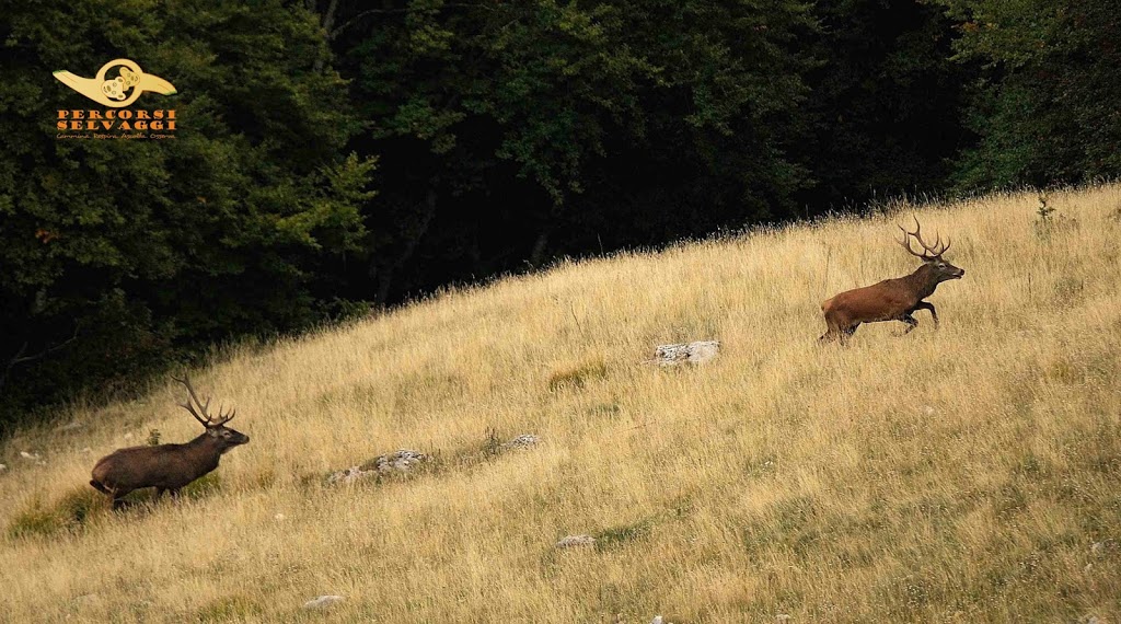 Le rincorse dei cervi innamorati a Settembre