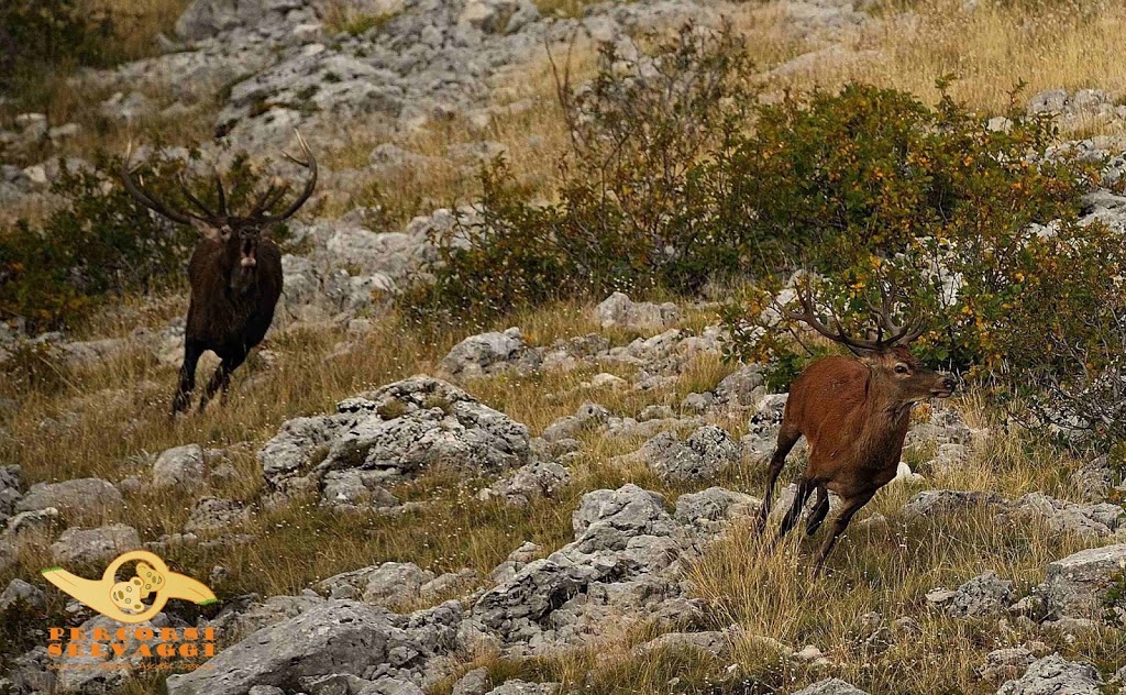 Le rincorse dei cervi innamorati a Settembre