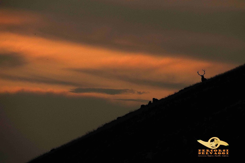 Cervo al Tramonto