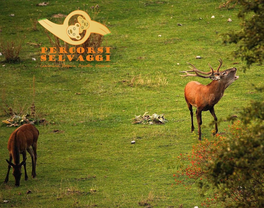 Bramito di cervi nel Parco Nazionale d'Abruzzo