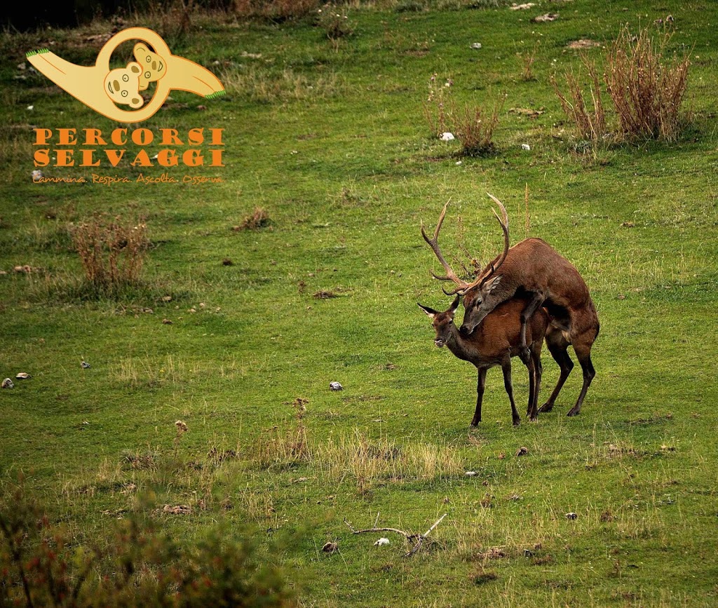 Accoppiamento tra Cervi nel Parco Nazionale d'Abruzzo