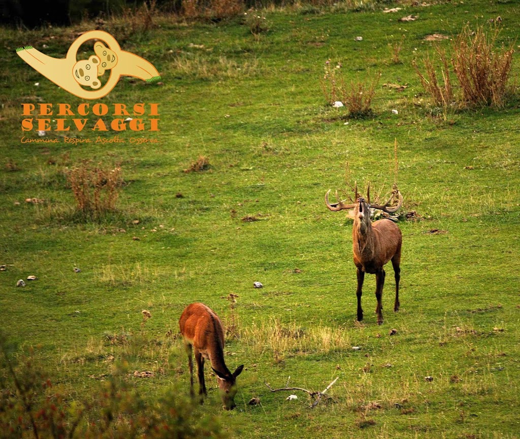 Bramito di Cervo in Abruzzo