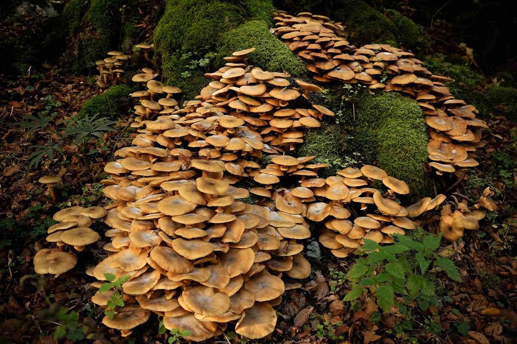 Funghi nei Boschi di Pescasseroli