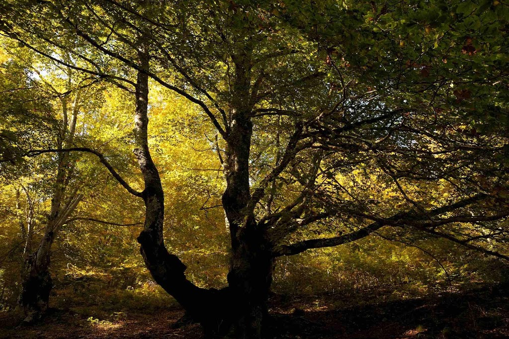 Faggio foliageFoliage nella Difesa di Pescasseroli