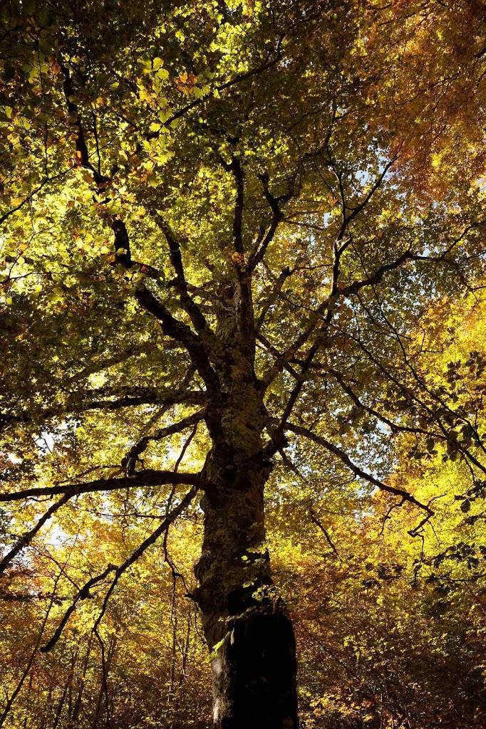 foliage nella difesa di Pescasseroli in abruzzo