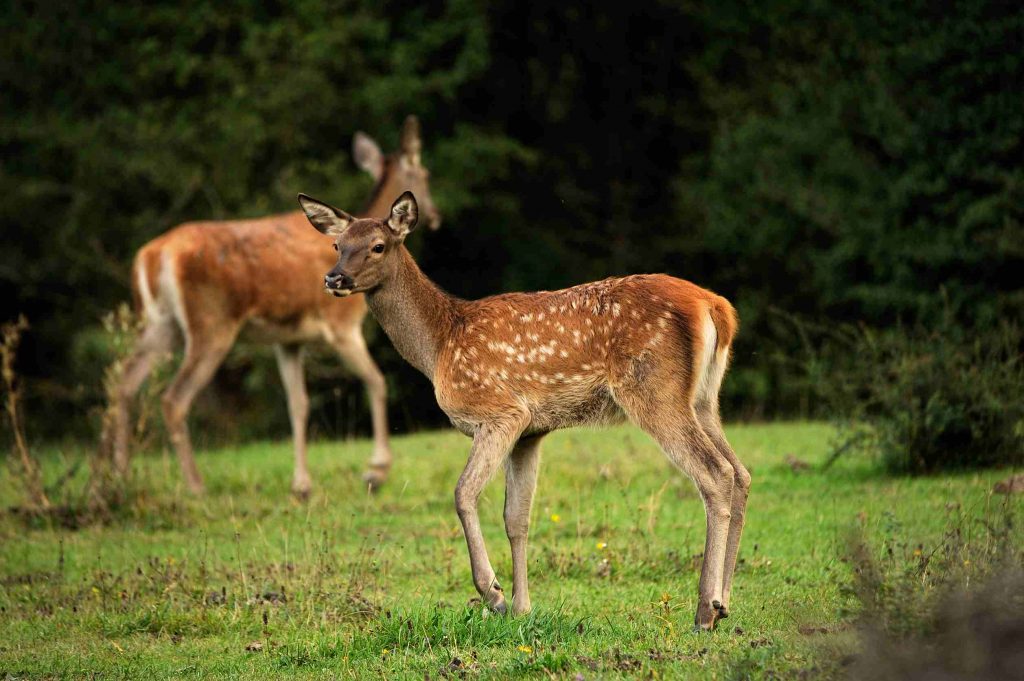 Passeggiata tra Cerve e Cerbiatti