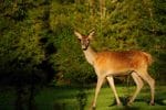 Escursioni nel Parco Nazionale d'Abruzzo