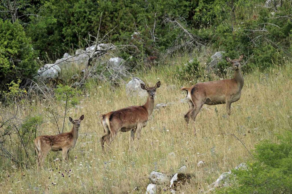 Escursione dai colli bassi ai colli alti di pescasseroli