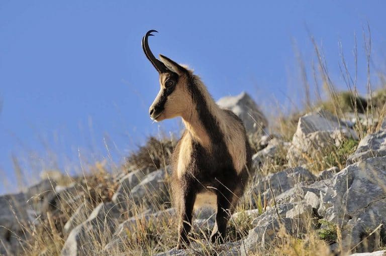 Escursioni guidate nel Parco d'Abruzzo