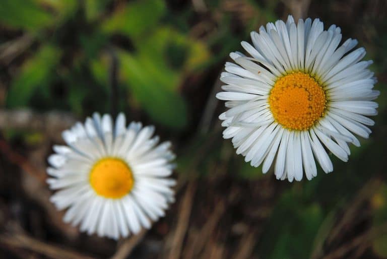 Fotografia naturalistica nel Parco d'Abruzzo