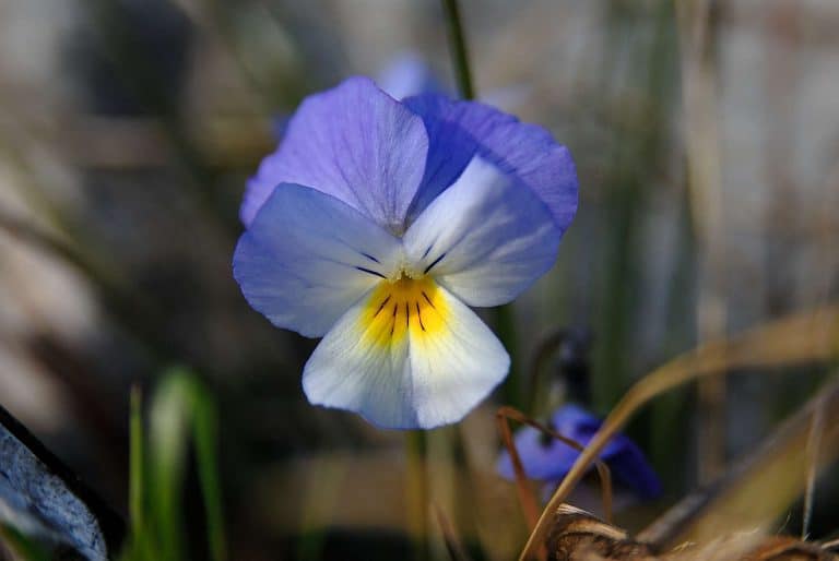 Viola del pensiero
